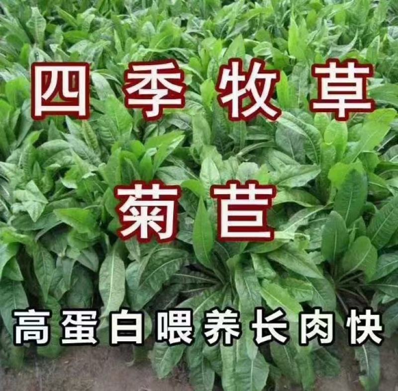 耐寒大叶菊苣草种籽多年生牧草种子养殖四季牛羊鸭鹅兔猪草种
