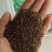 耐寒大叶菊苣草种籽多年生牧草种子养殖四季牛羊鸭鹅兔猪草种