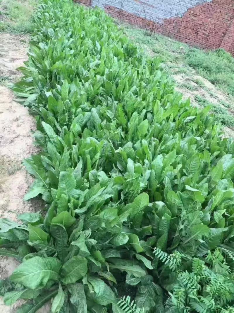 耐寒大叶菊苣草种籽多年生牧草种子养殖四季牛羊鸭鹅兔猪草种