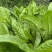 耐寒大叶菊苣草种籽多年生牧草种子养殖四季牛羊鸭鹅兔猪草种