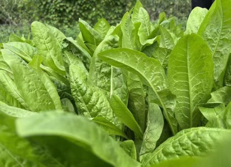 耐寒大叶菊苣草种籽多年生牧草种子养殖四季牛羊鸭鹅兔猪草种