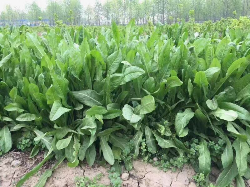 耐寒大叶菊苣草种籽多年生牧草种子养殖四季牛羊鸭鹅兔猪草种