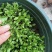 耐寒大叶菊苣草种籽多年生牧草种子养殖四季牛羊鸭鹅兔猪草种