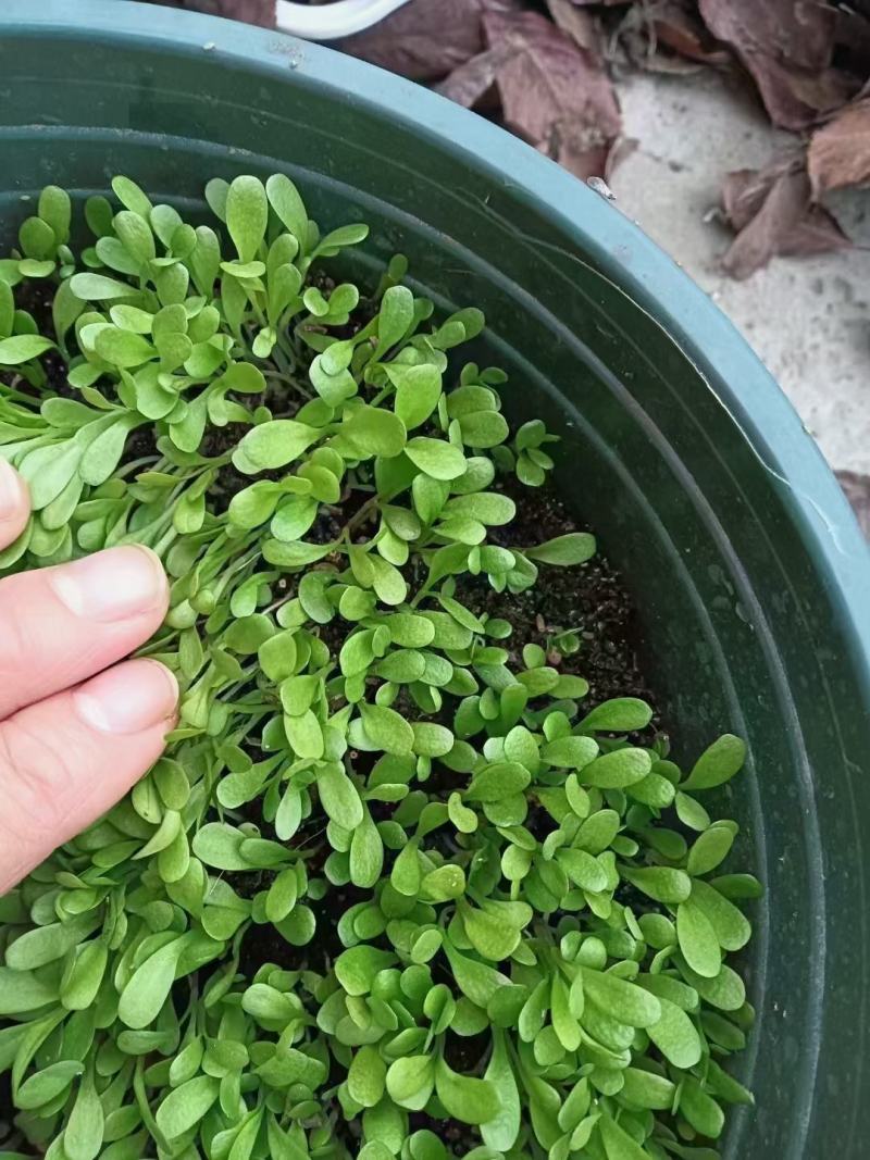 耐寒大叶菊苣草种籽多年生牧草种子养殖四季牛羊鸭鹅兔猪草种