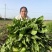 耐寒大叶菊苣草种籽多年生牧草种子养殖四季牛羊鸭鹅兔猪草种