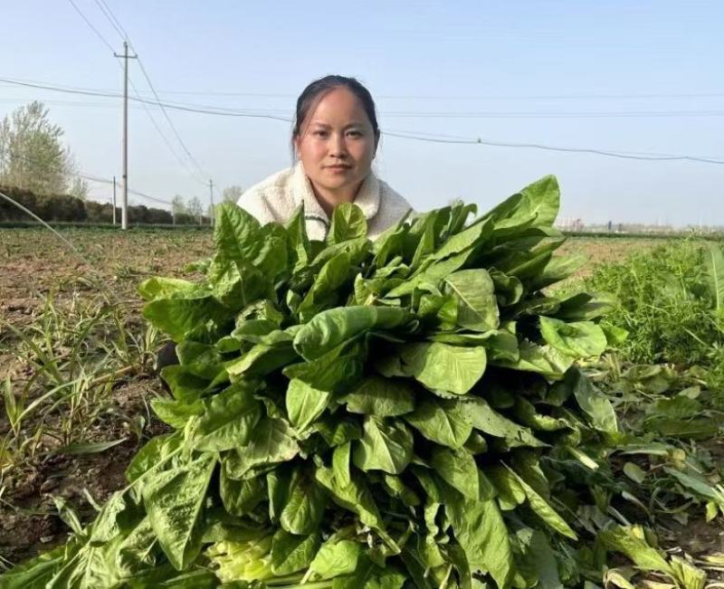 耐寒大叶菊苣草种籽多年生牧草种子养殖四季牛羊鸭鹅兔猪草种