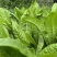 耐寒大叶菊苣草种籽多年生牧草种子养殖四季牛羊鸭鹅兔猪草种
