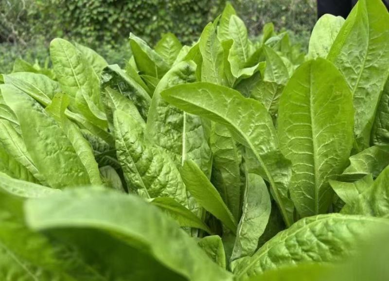 耐寒大叶菊苣草种籽多年生牧草种子养殖四季牛羊鸭鹅兔猪草种