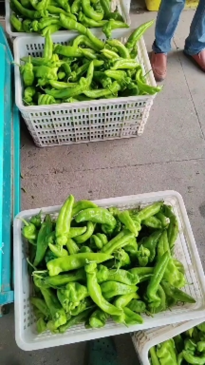 辣椒辣椒，统椒，精品辣椒，提供找车，包装，袋装