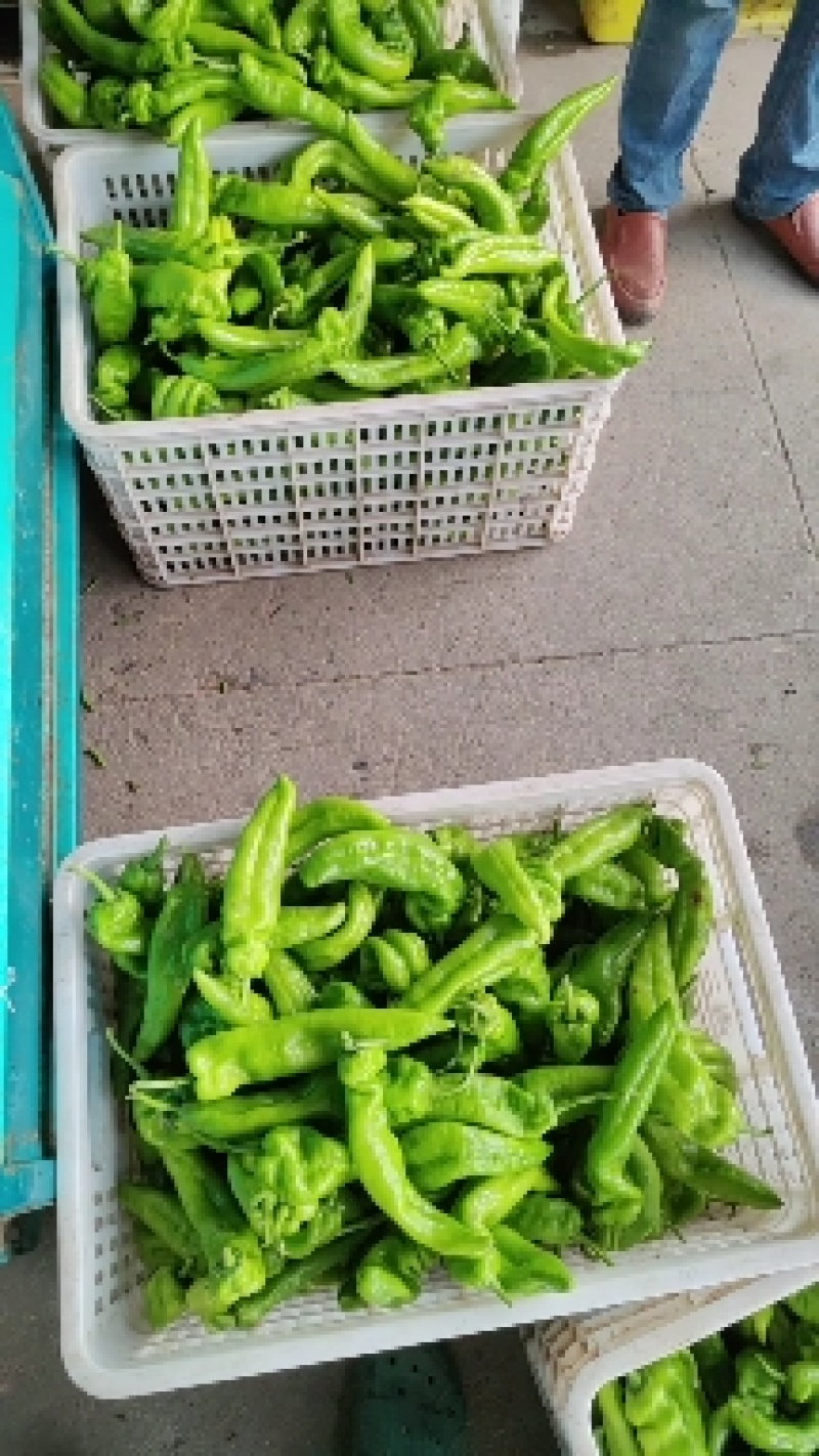 辣椒辣椒，统椒，精品辣椒，提供找车，包装，袋装