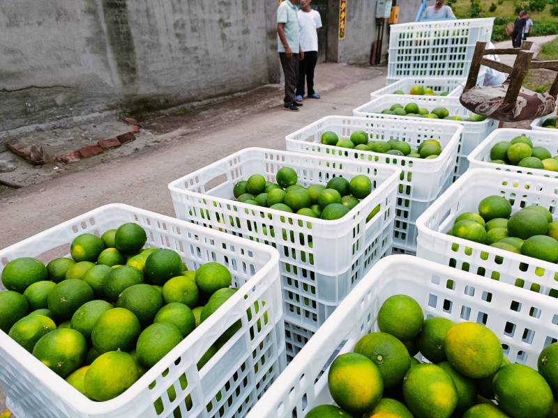 爱媛果冻橙大量上市了