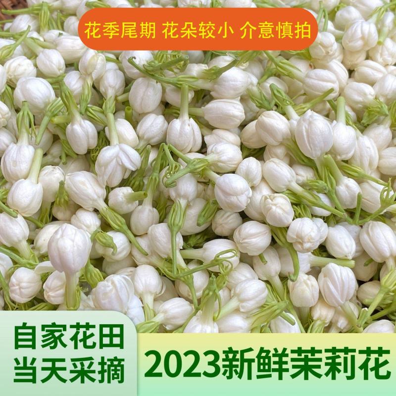 云南玉溪元江新鲜茉莉花一件代发批发代发花茶加工都可以