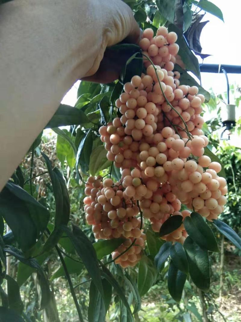 金果榄，地苦胆苗