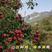 甜红子山楂，产地沂蒙山区，口感甜美，同等价格质量低
