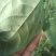 白粉虱药白飞虱专用药前打后落小白蛾烟粉虱杀虫杀卵药