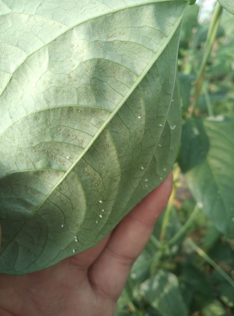 白粉虱药白飞虱专用药前打后落小白蛾烟粉虱杀虫杀卵药