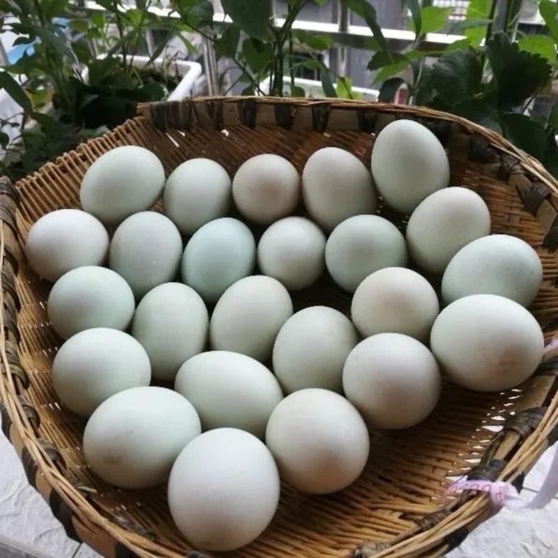 [热卖]新鲜鸭蛋厂家直发大量现货诚信经营量大从优