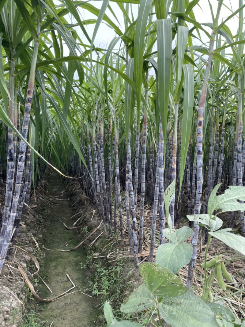 温岭精品新鲜黑皮甘蔗大量上市