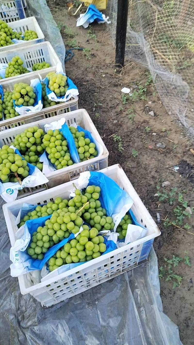 安徽精品阳光玫瑰葡萄品质好糖分高颗粒大口感香甜大量供应