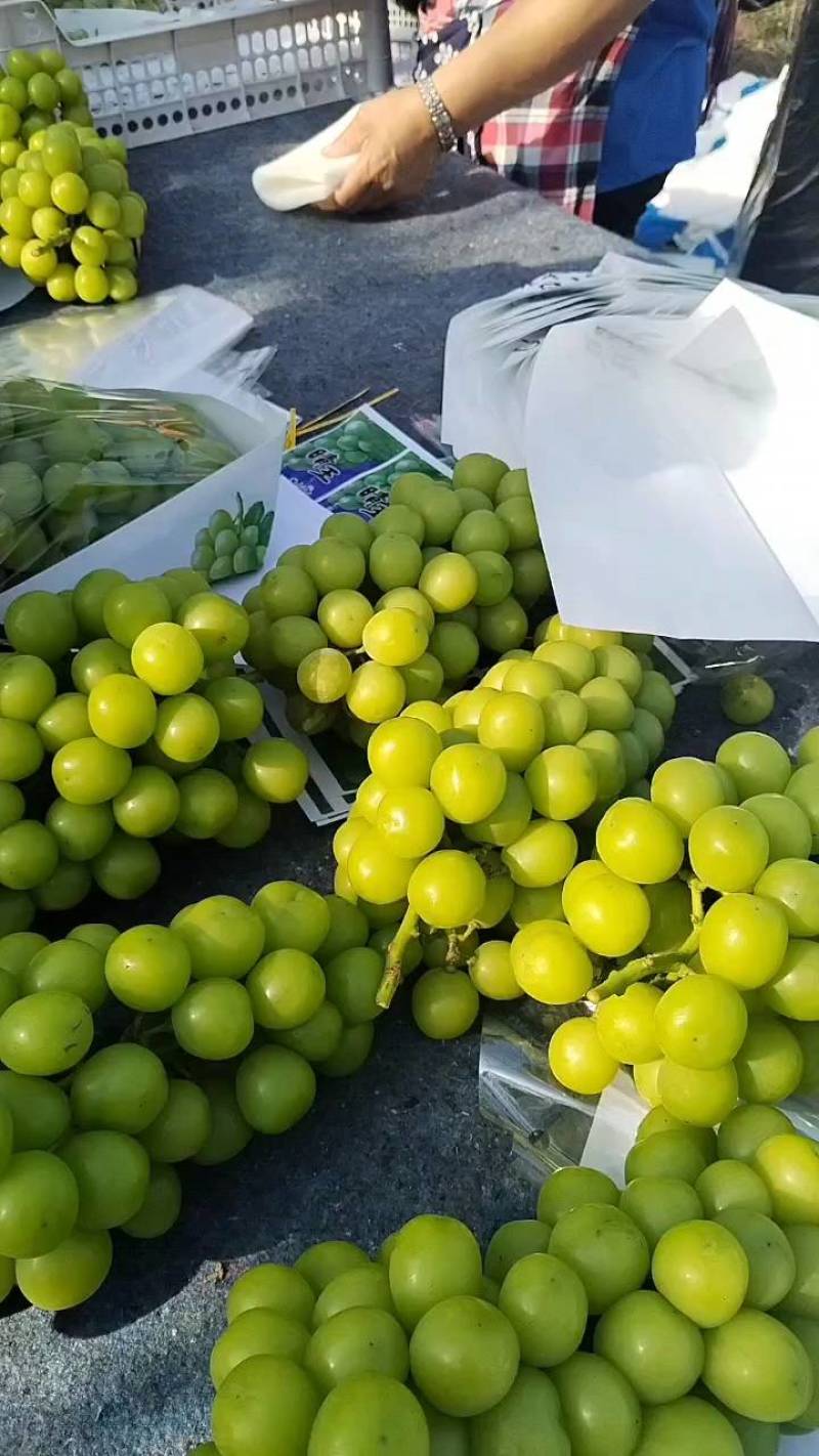 安徽精品阳光玫瑰葡萄品质好糖分高颗粒大口感香甜大量供应