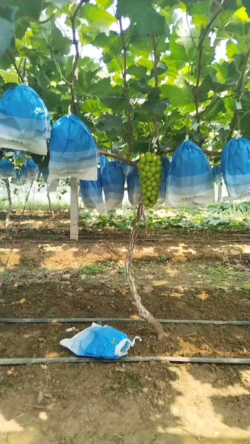 安徽精品阳光玫瑰葡萄品质好糖分高颗粒大口感香甜大量供应
