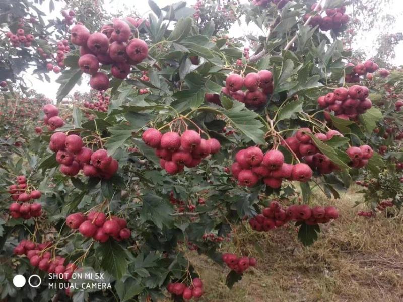 【甜红子山楂】大量有货山东特产山楂，当地代办货源稳定