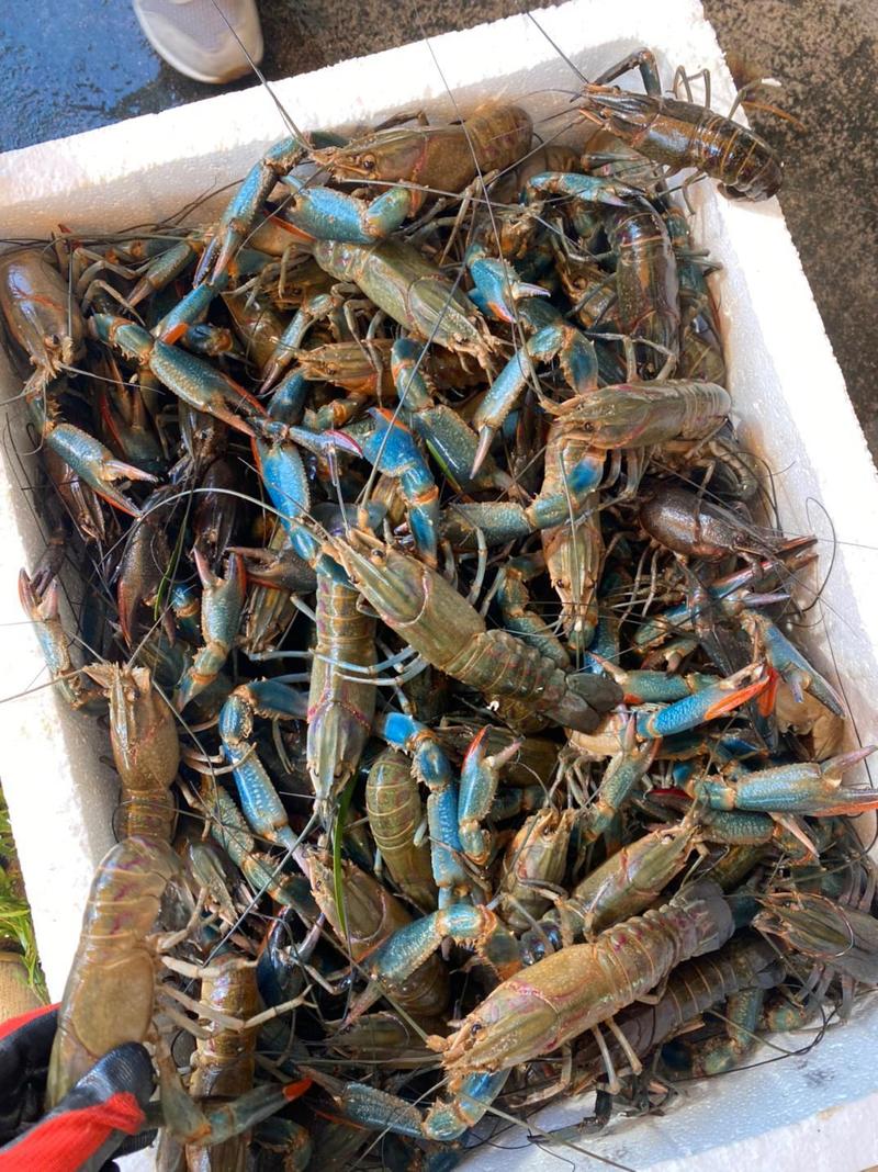 澳洲淡水蓝龙虾淡水蓝龙精品蓝龙淡水蓝龙产地直发