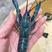 澳洲淡水蓝龙虾淡水蓝龙精品蓝龙淡水蓝龙产地直发