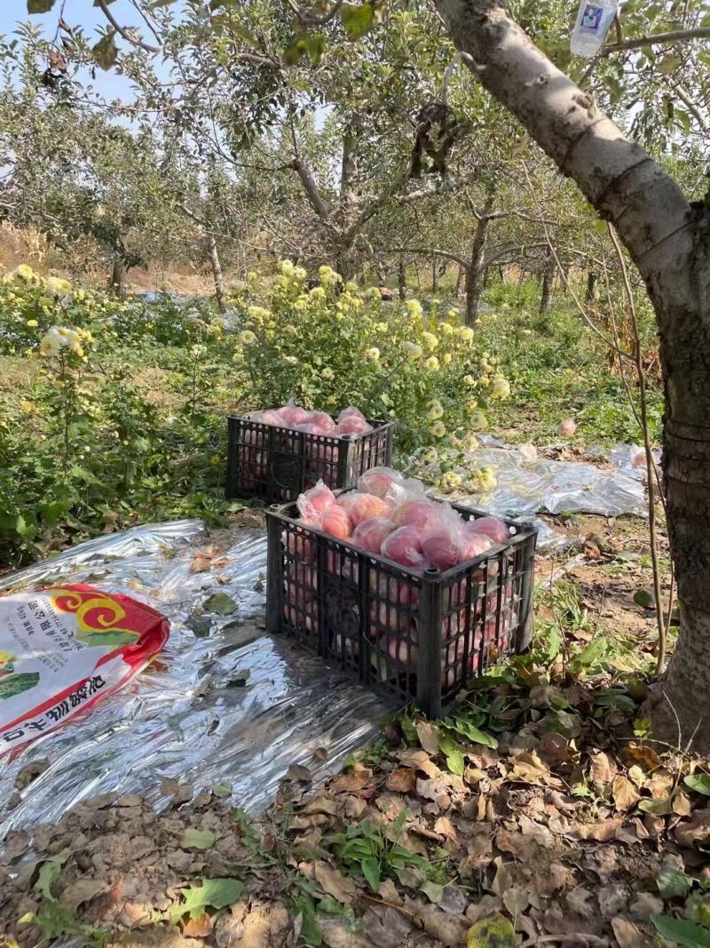 【红富士苹果】山西苹果专业供应链规格齐全全国代发