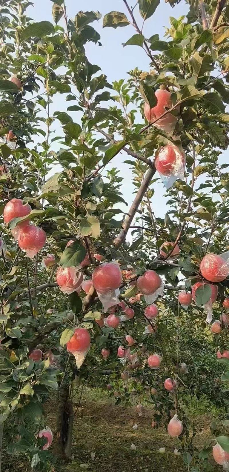 【红富士苹果】山西苹果专业供应链规格齐全全国代发