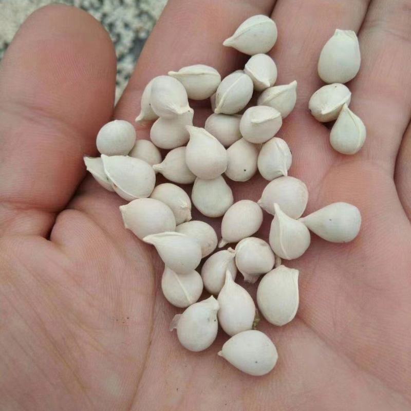 手工种子.香橙种子.香橙果果.价格实惠