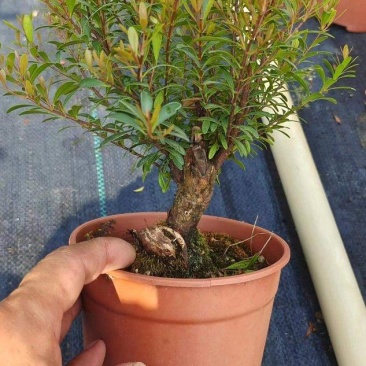 小叶赤楠小盆景球状S型种植基地，