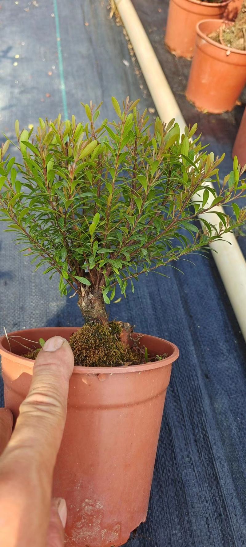 小叶赤楠小盆景球状S型种植基地，