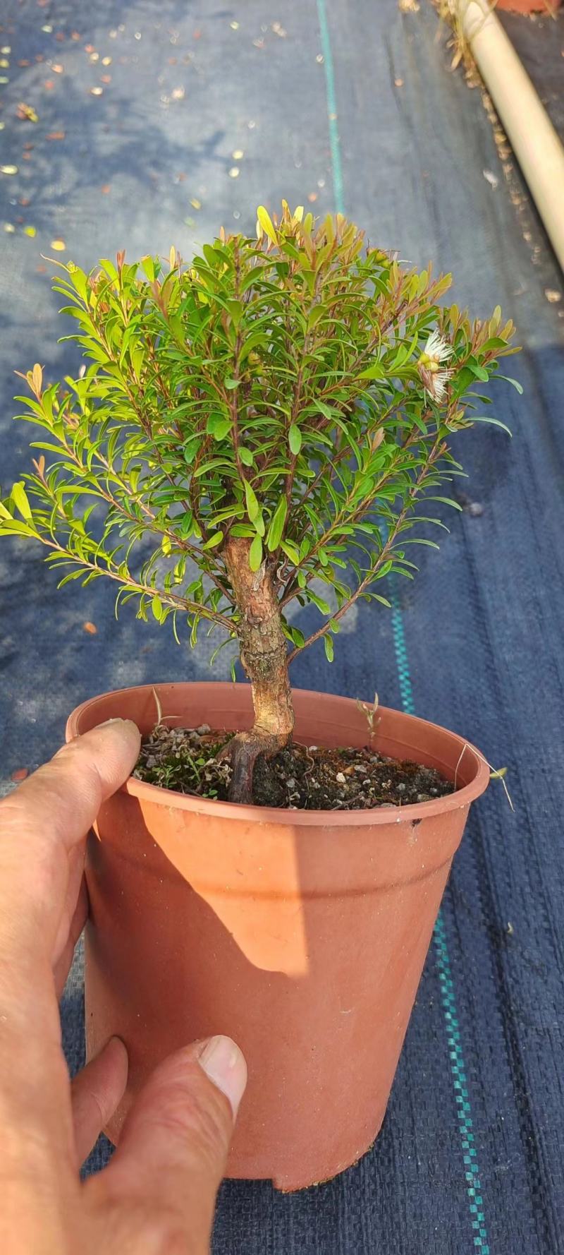 小叶赤楠小盆景球状S型种植基地，