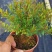 小叶赤楠小盆景球状S型种植基地，