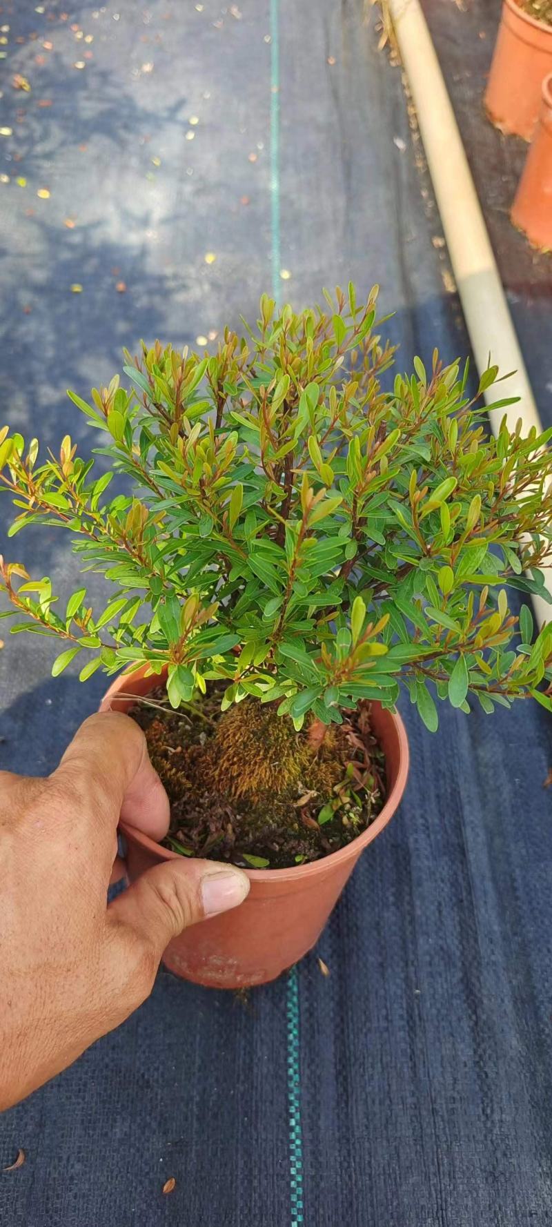 小叶赤楠小盆景球状S型种植基地，