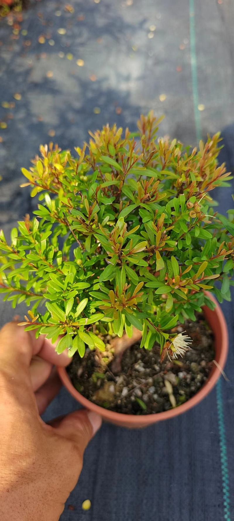 小叶赤楠小盆景球状S型种植基地，