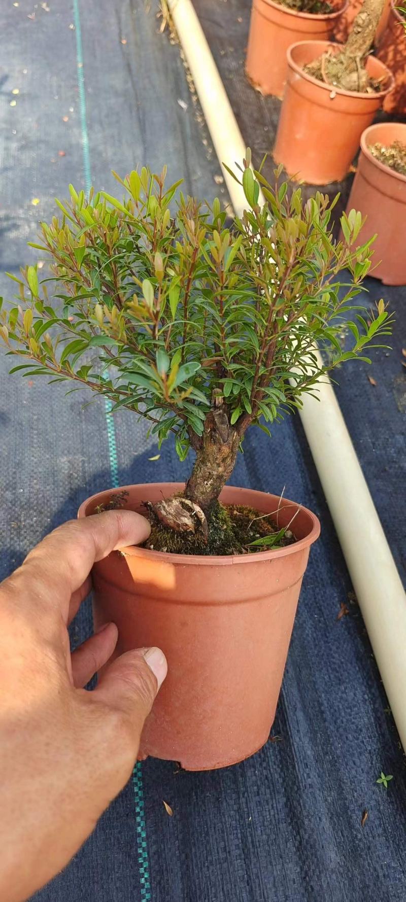 小叶赤楠小盆景球状S型种植基地，