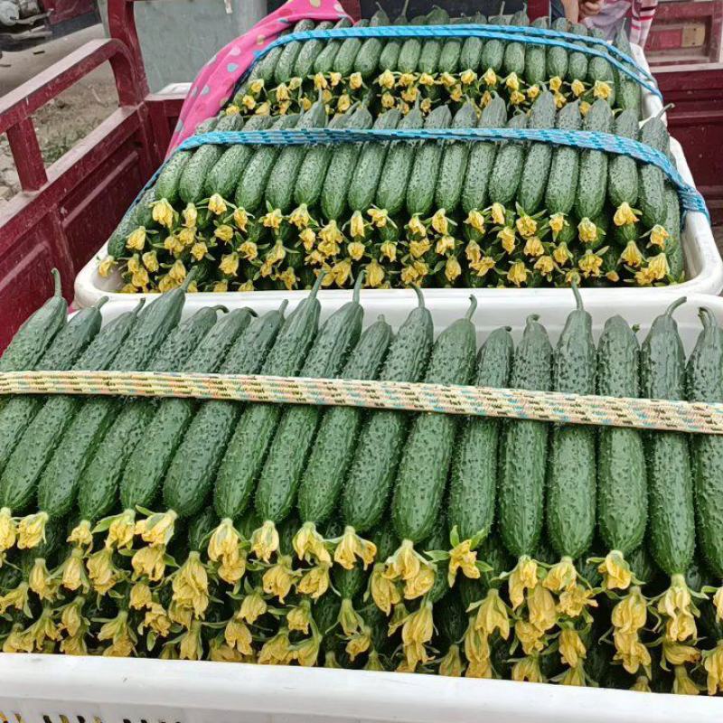 【实力代办】山东莘县密刺黄瓜，油亮鲜花，市场赶集食堂