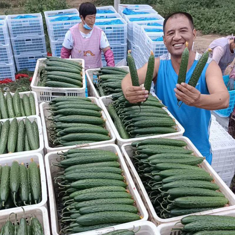 【重点推荐】黄瓜大量上市，山东莘县，鲜花带刺，条直油亮