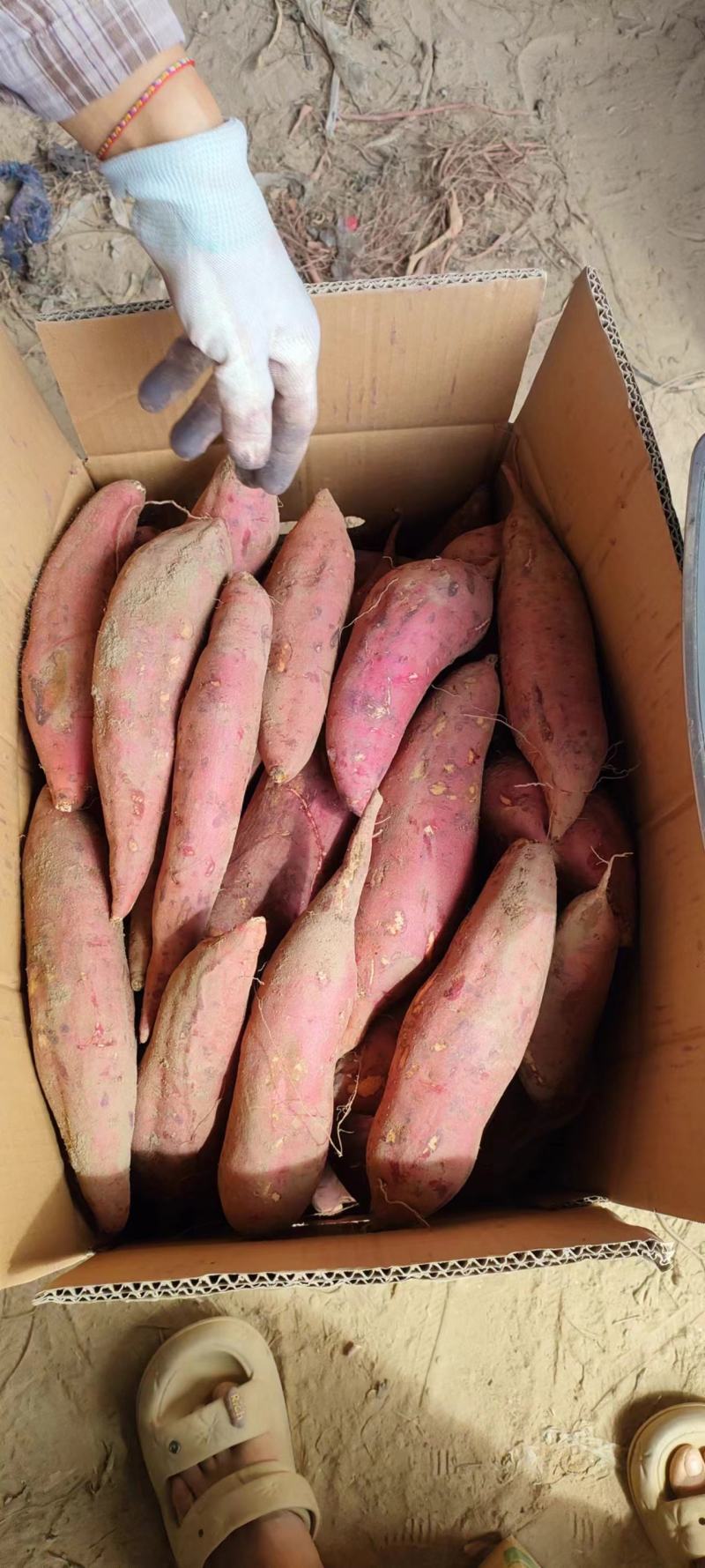 开封沙地蜜薯西瓜红红薯软糯香甜量大从优全国发货