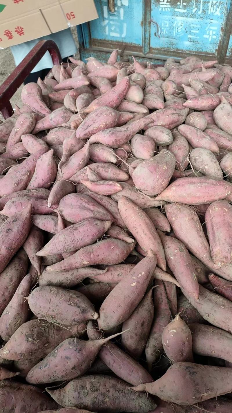 开封精品西瓜红红薯沙地蜜薯货源充足价格实惠品质保