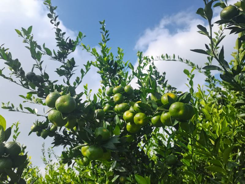 南丰蜜桔，广桔皮薄肉多，一手货源，产地直销