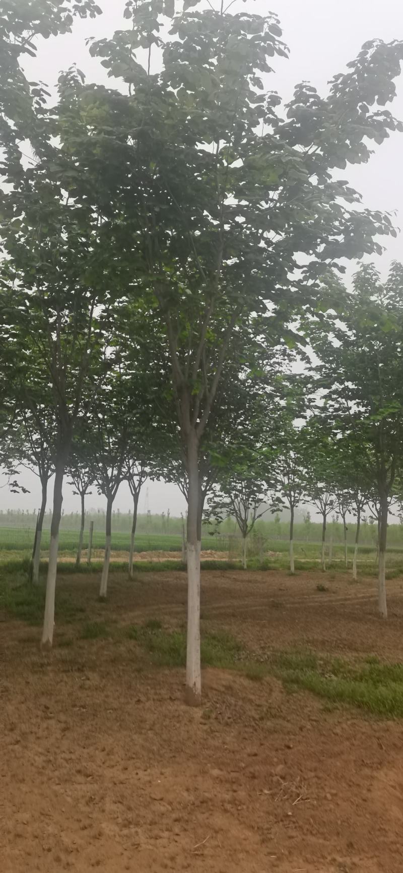 苗圃直销10—18公分巨紫荆
