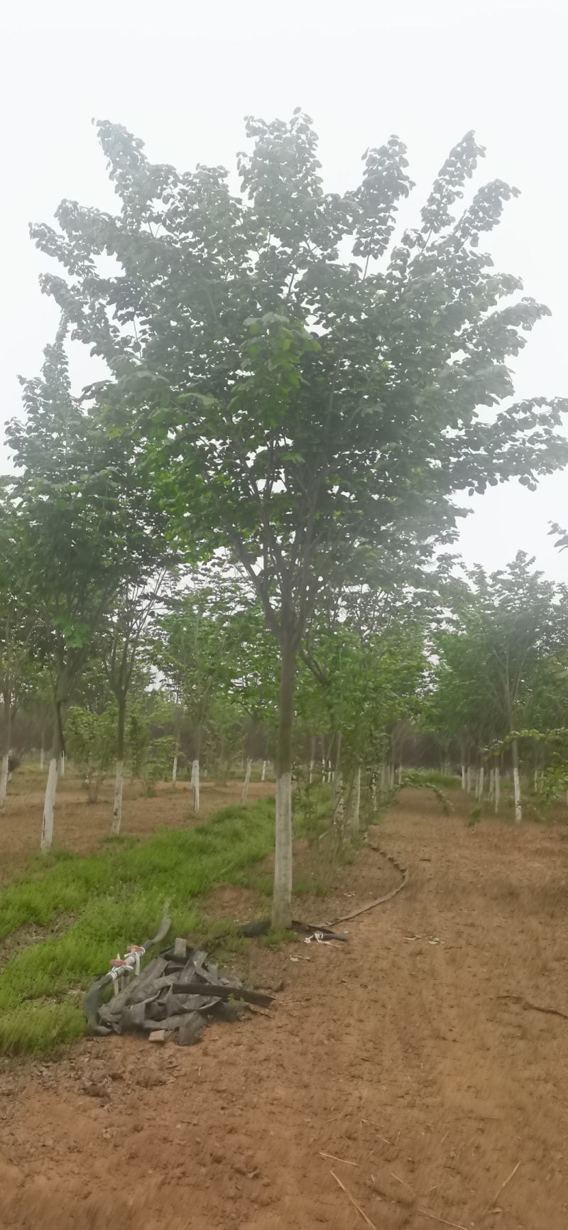 苗圃直销10—18公分巨紫荆