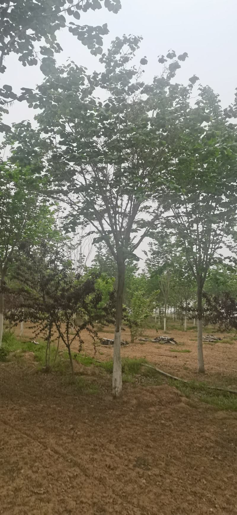 苗圃直销10—18公分巨紫荆