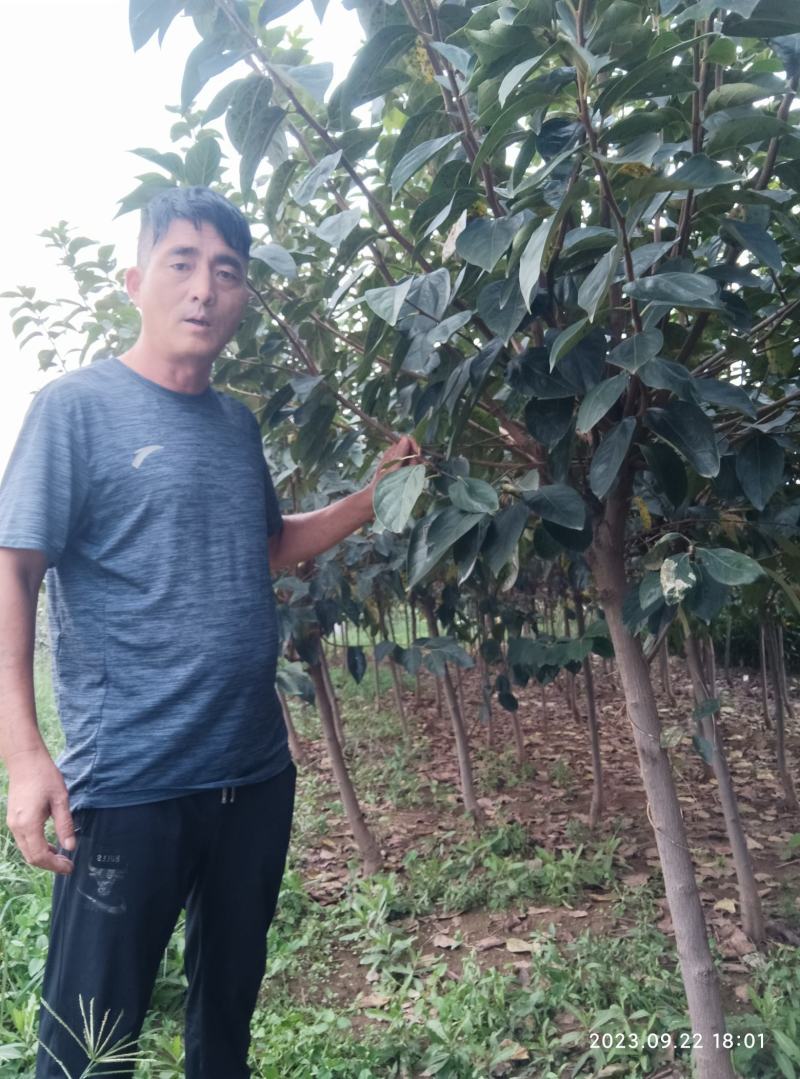 柿树，杨峰，新东阳，八月黄，火罐，品种多，规格全