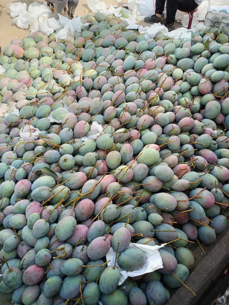 不一样的芒果