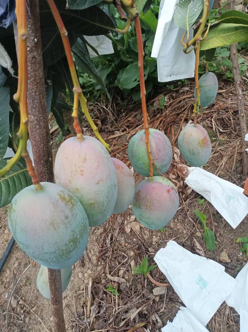 不一样的芒果