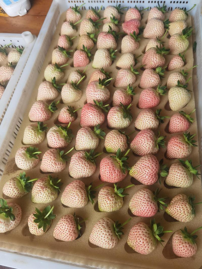 四川高原有机草莓菠萝白莓高原白莓天使粉玉
